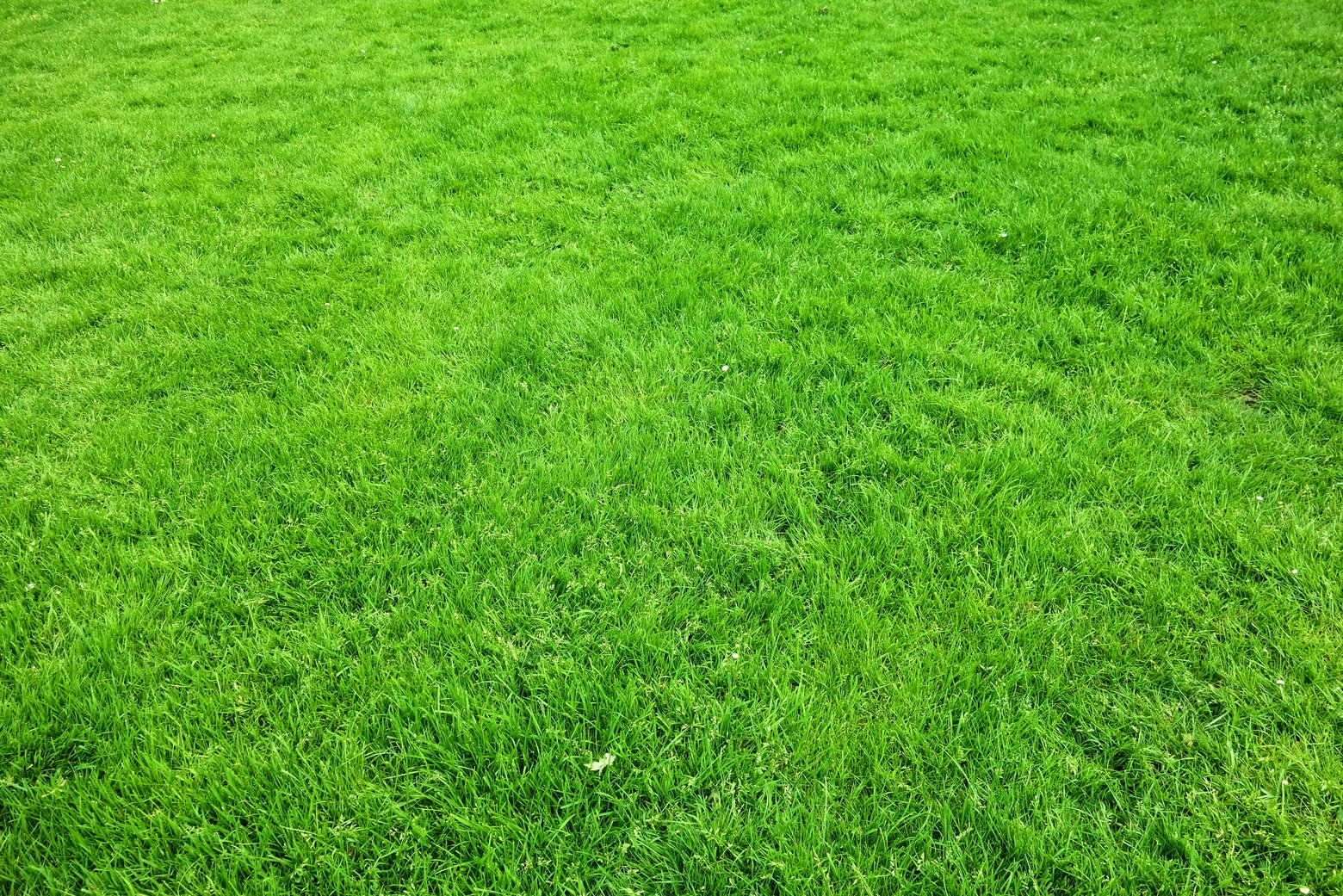 Green Grass Lawn